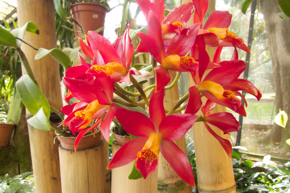 Botanical Orchid Garden La Garita