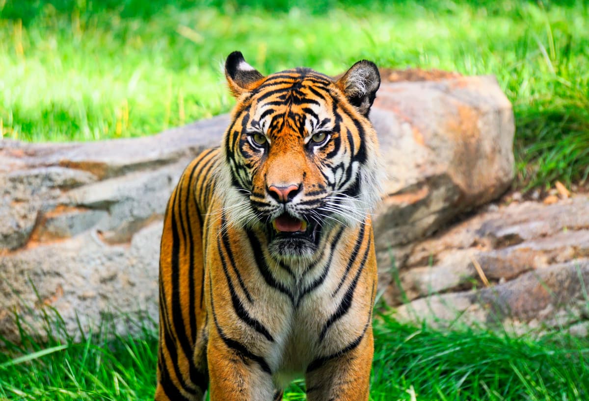 Tiger Crossroads