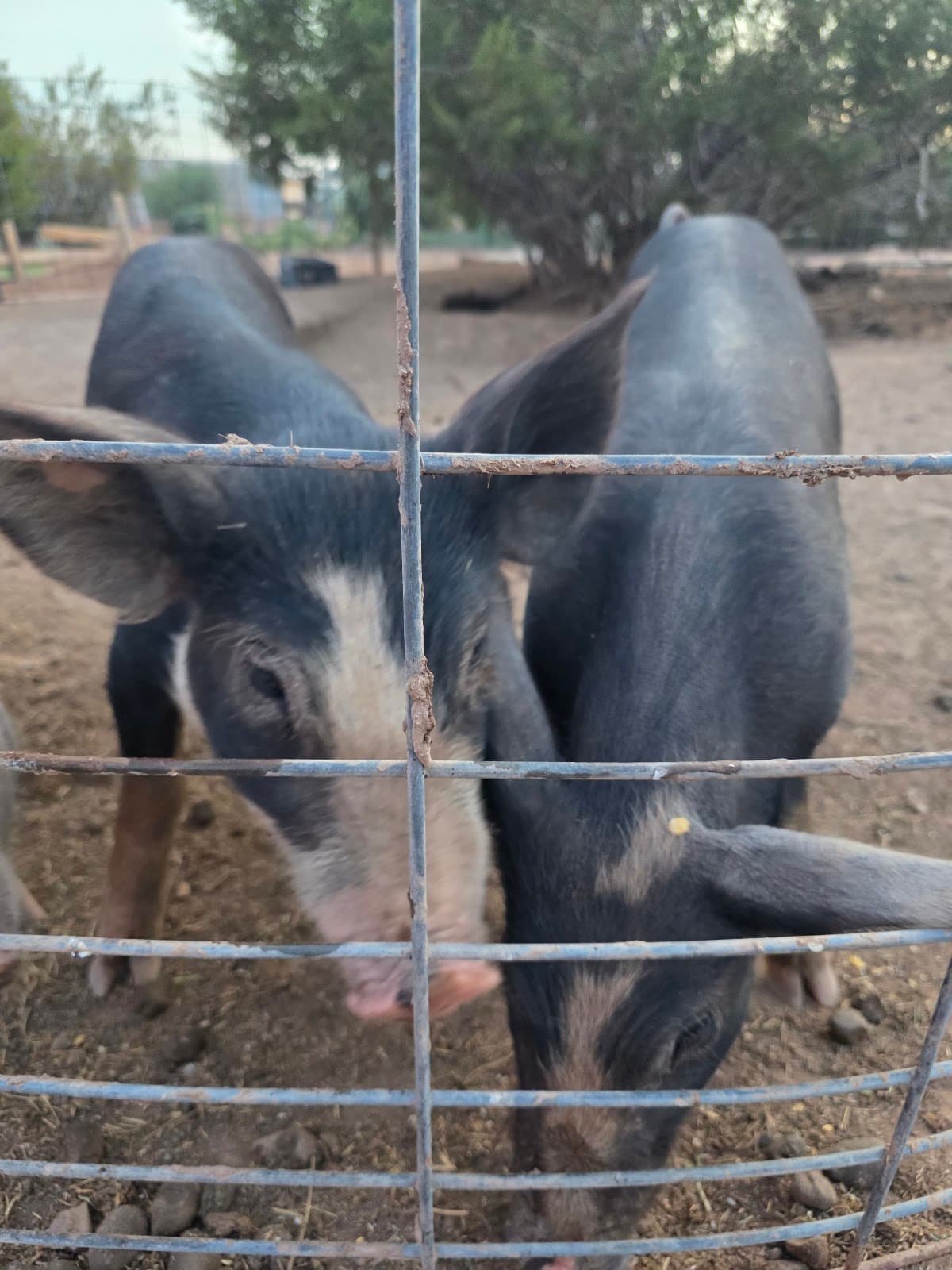 Superstition Farm