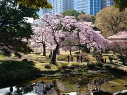 Koishikawa Korakuen Gardens