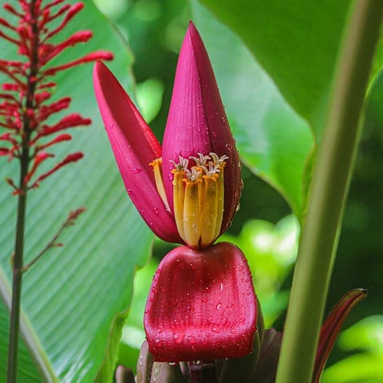 Hawai‘i Tropical Botanical Garden