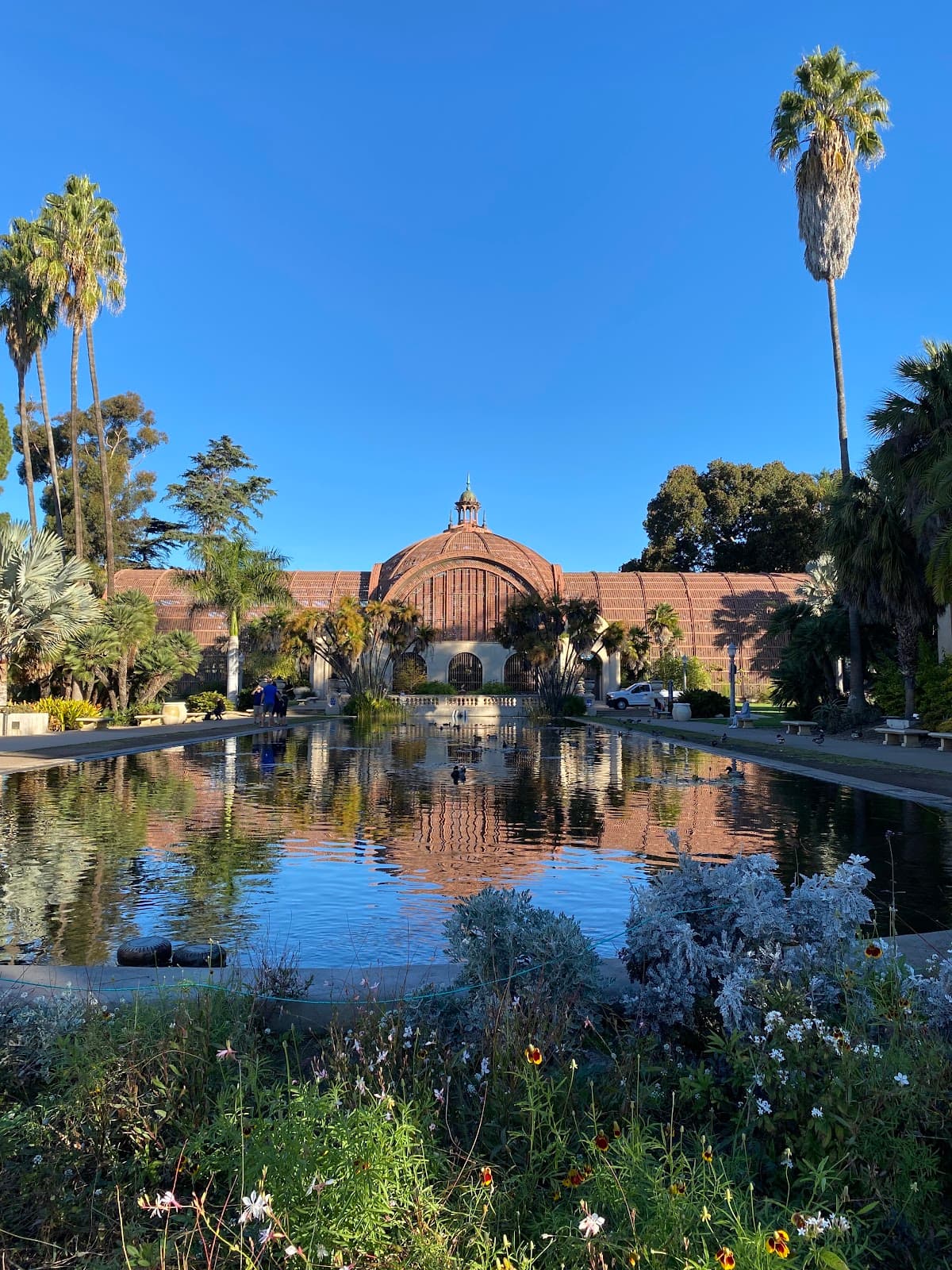 Lily Pond