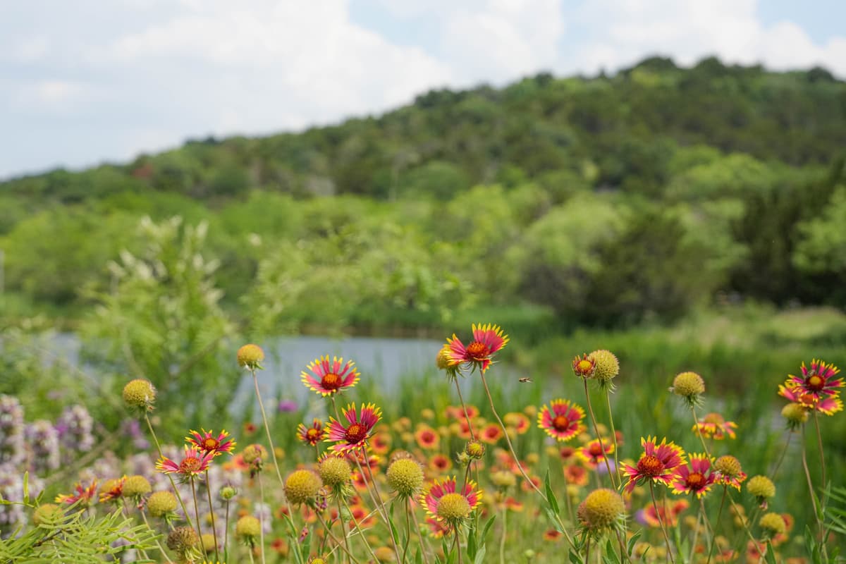 Cedar Ridge Preserve