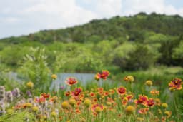 Cedar Ridge Preserve
