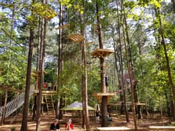 TreeRunner Raleigh Adventure Park
