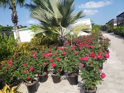 Rocky Farms Nursery