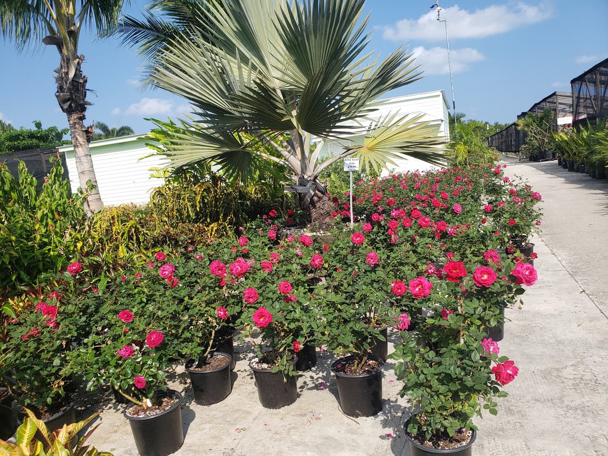 Rocky Farms Nursery, photo 1 of 1