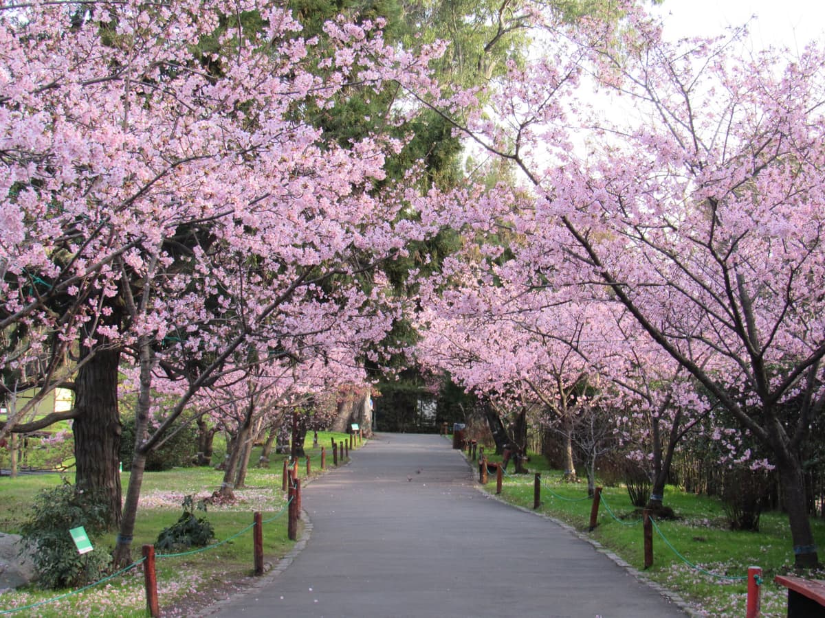 Jardin Japones