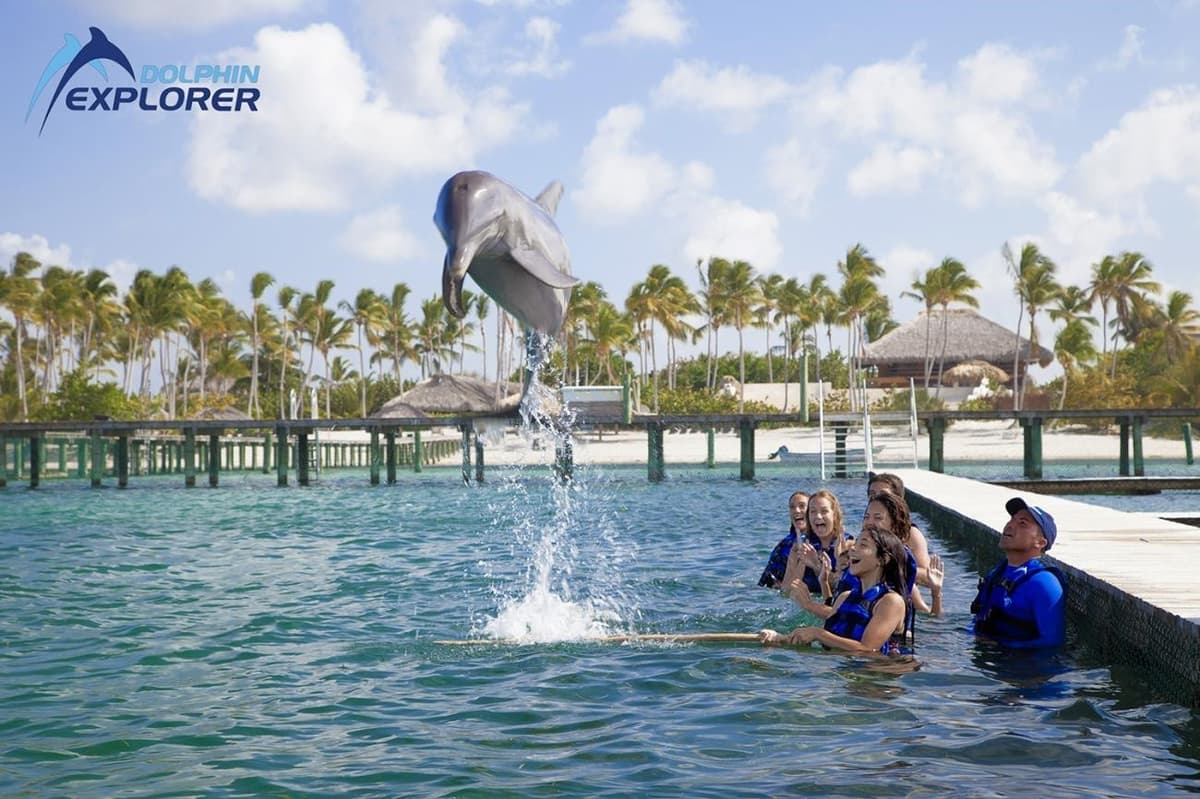 Dolphin Explorer