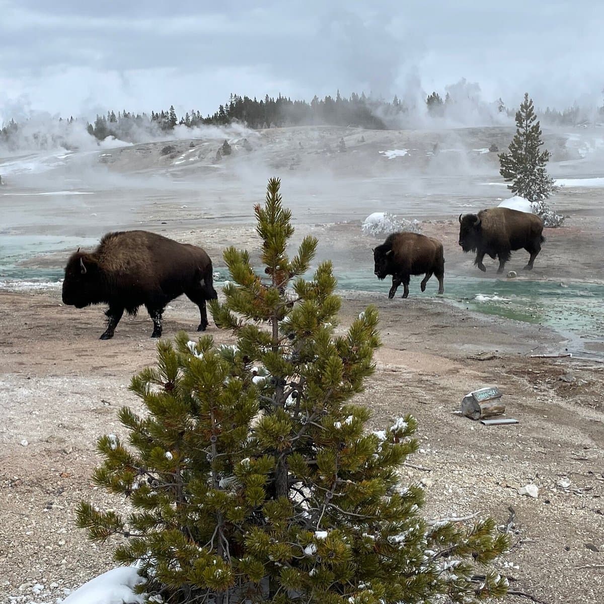 Island Park Expeditions