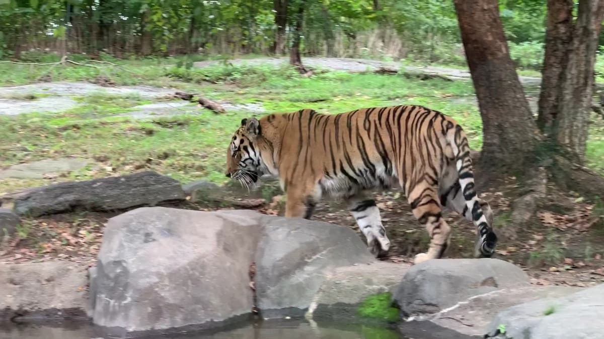 Tiger Mountain at Bronx Zoo