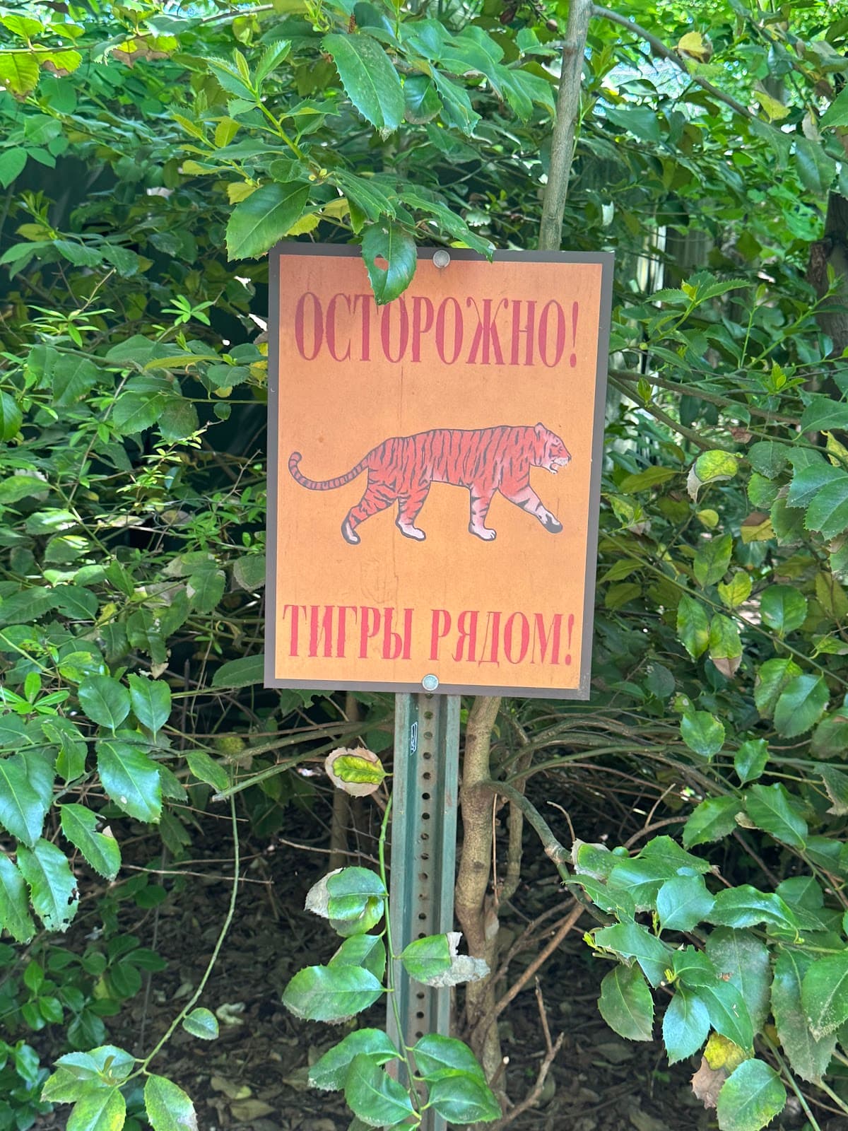 Tiger Mountain at Bronx Zoo