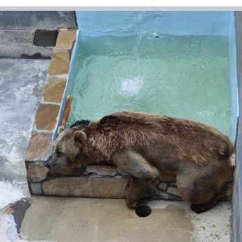 Cherokee Bear Zoo