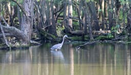 LaBagh Woods
