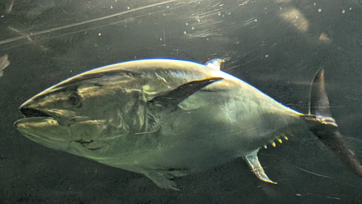 Tokyo Sea Life Park