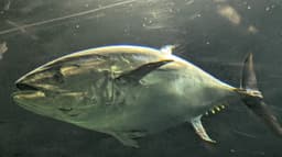 Tokyo Sea Life Park