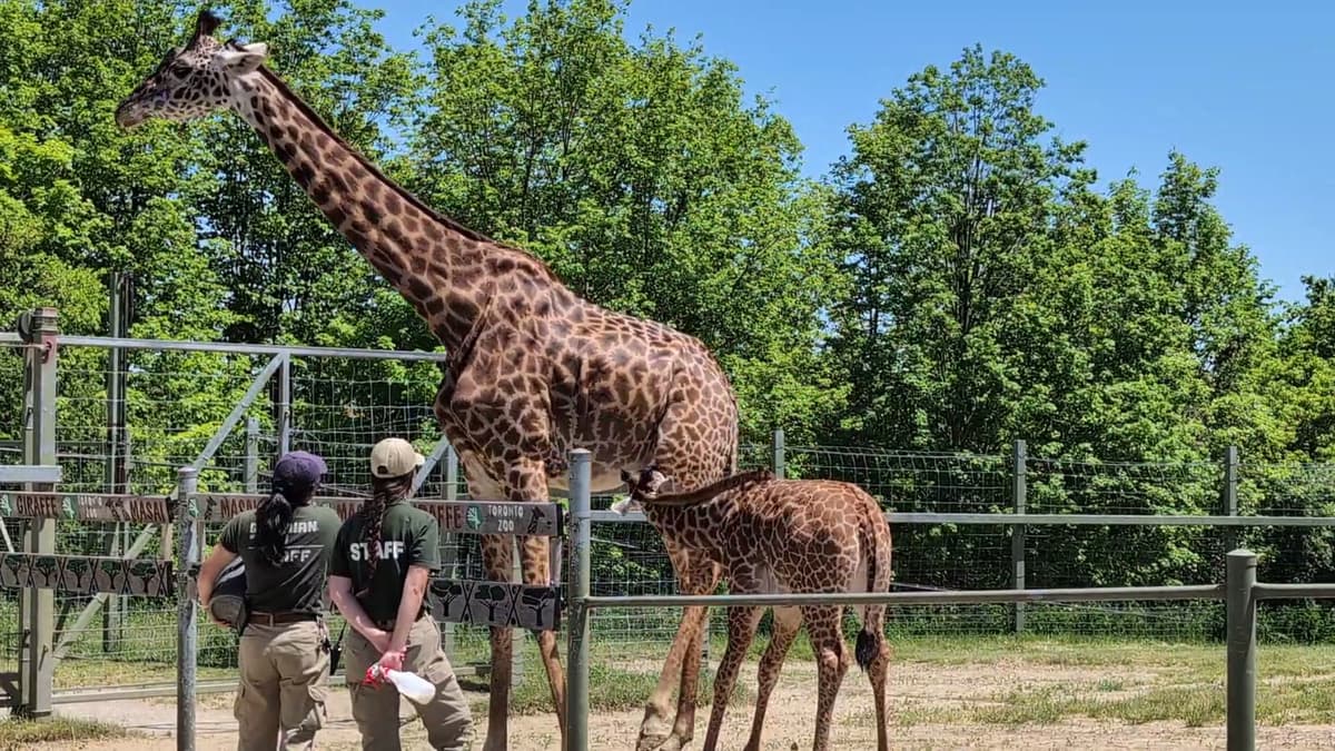 Toronto Zoo