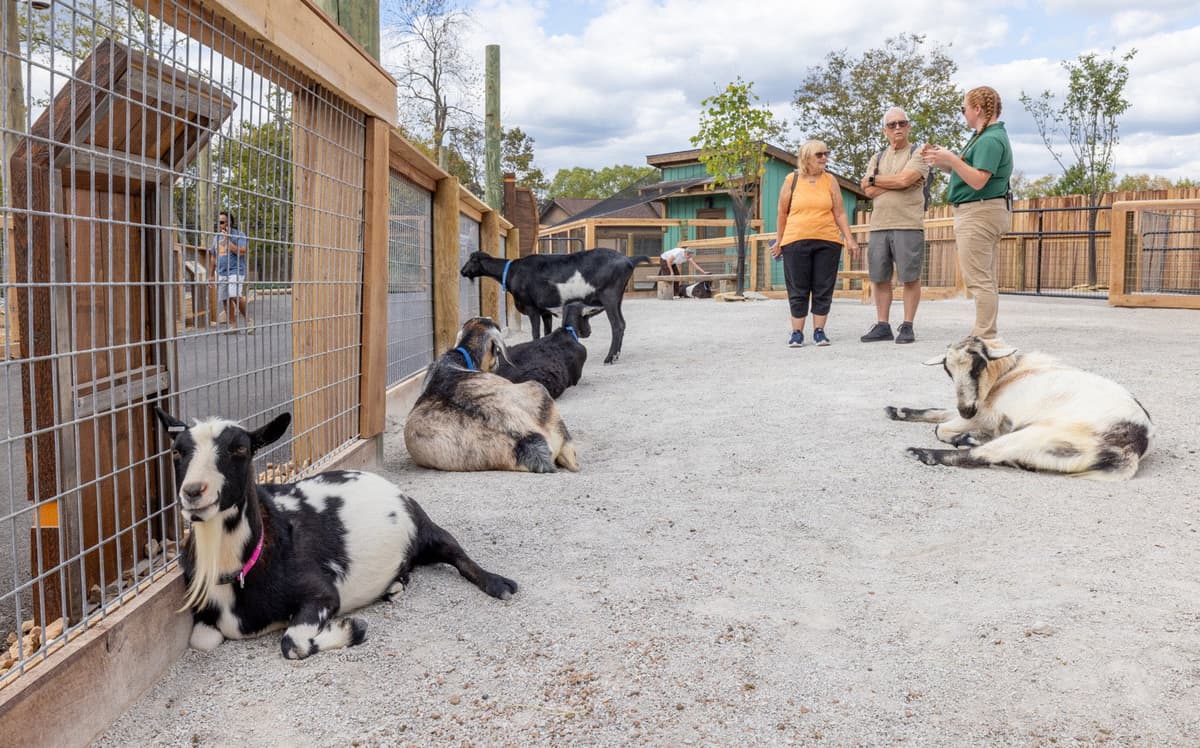 Creation Zoo