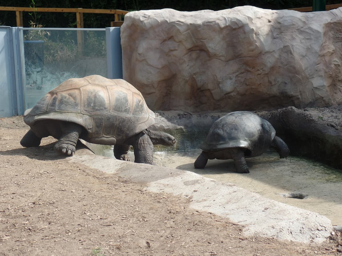 San Antonio Zoo