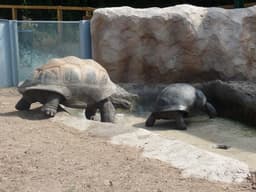 San Antonio Zoo