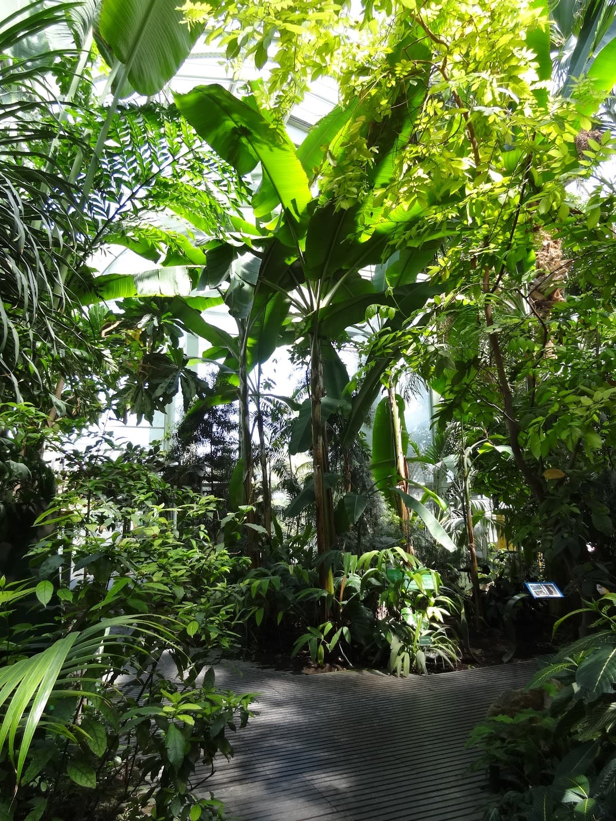 Jardin des Plantes Greenhouses