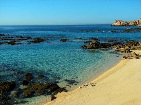 Cabo Ocean Life