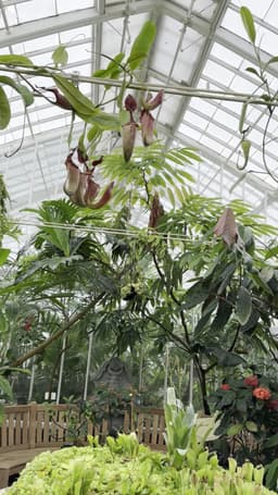 Conservatory of Flowers