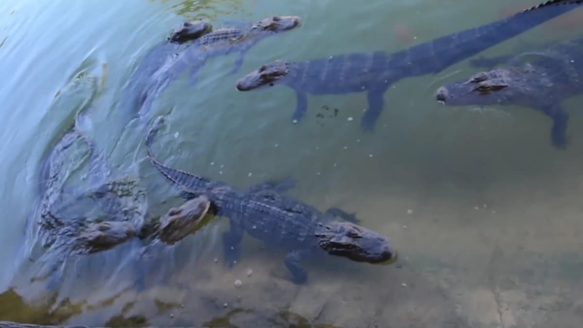 Golf N Gator