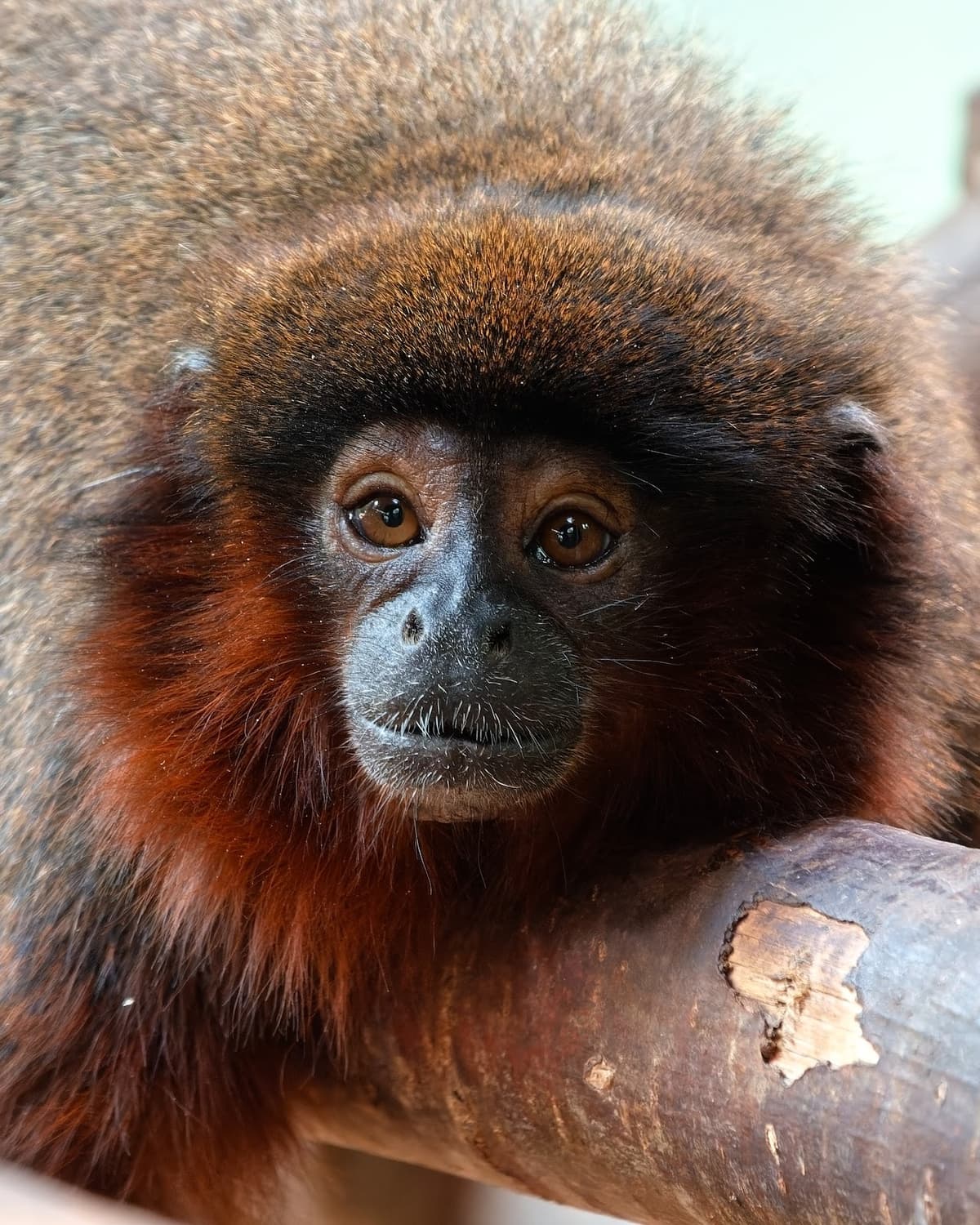 Rainforest Life, photo 1 of 1