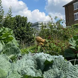 Spitalfields City Farm