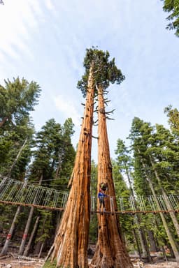 Tahoe Treetop Adventure Parks