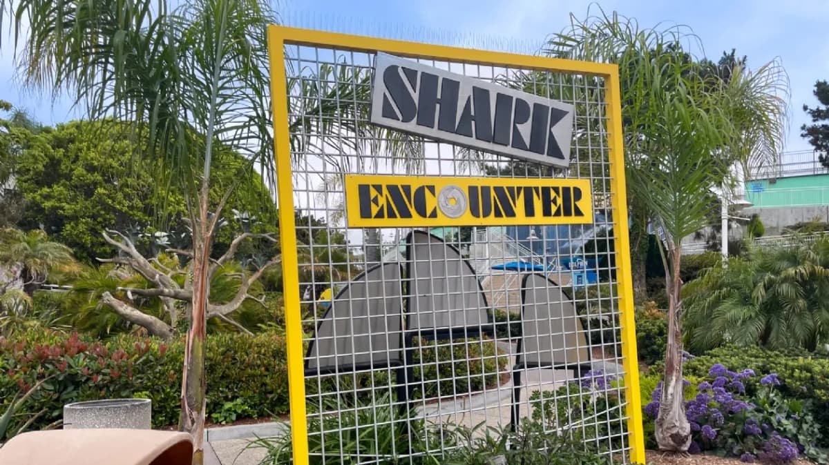 Shark Encounter