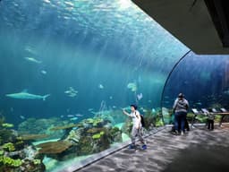 Shedd Aquarium