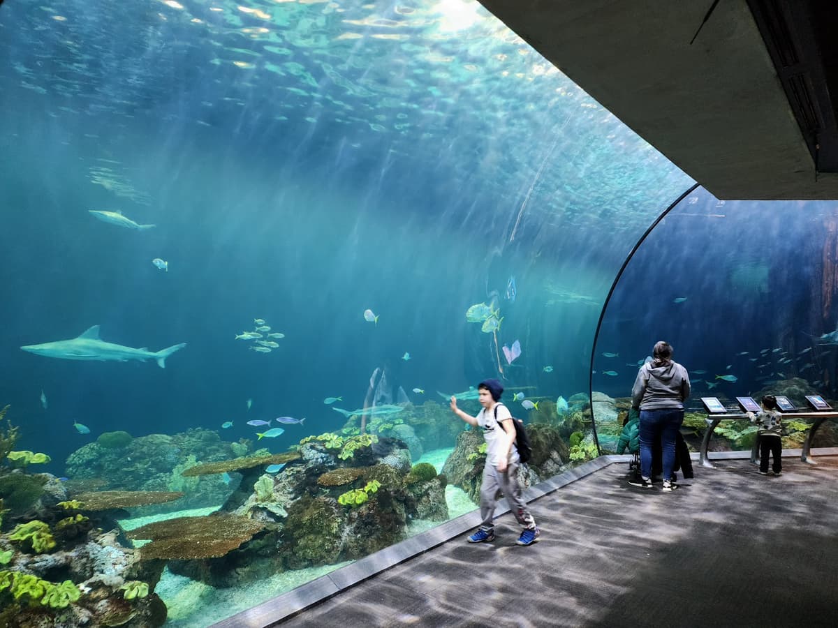Shedd Aquarium