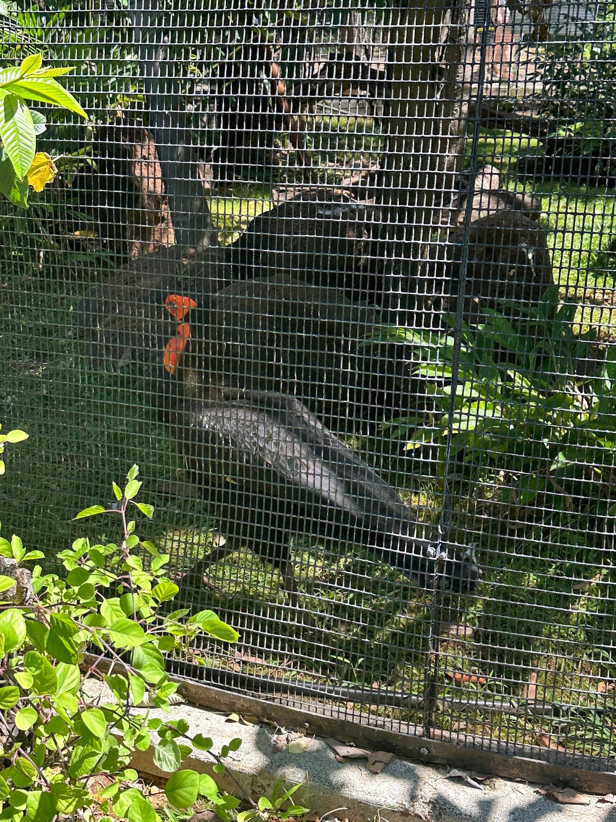 Honolulu Zoo