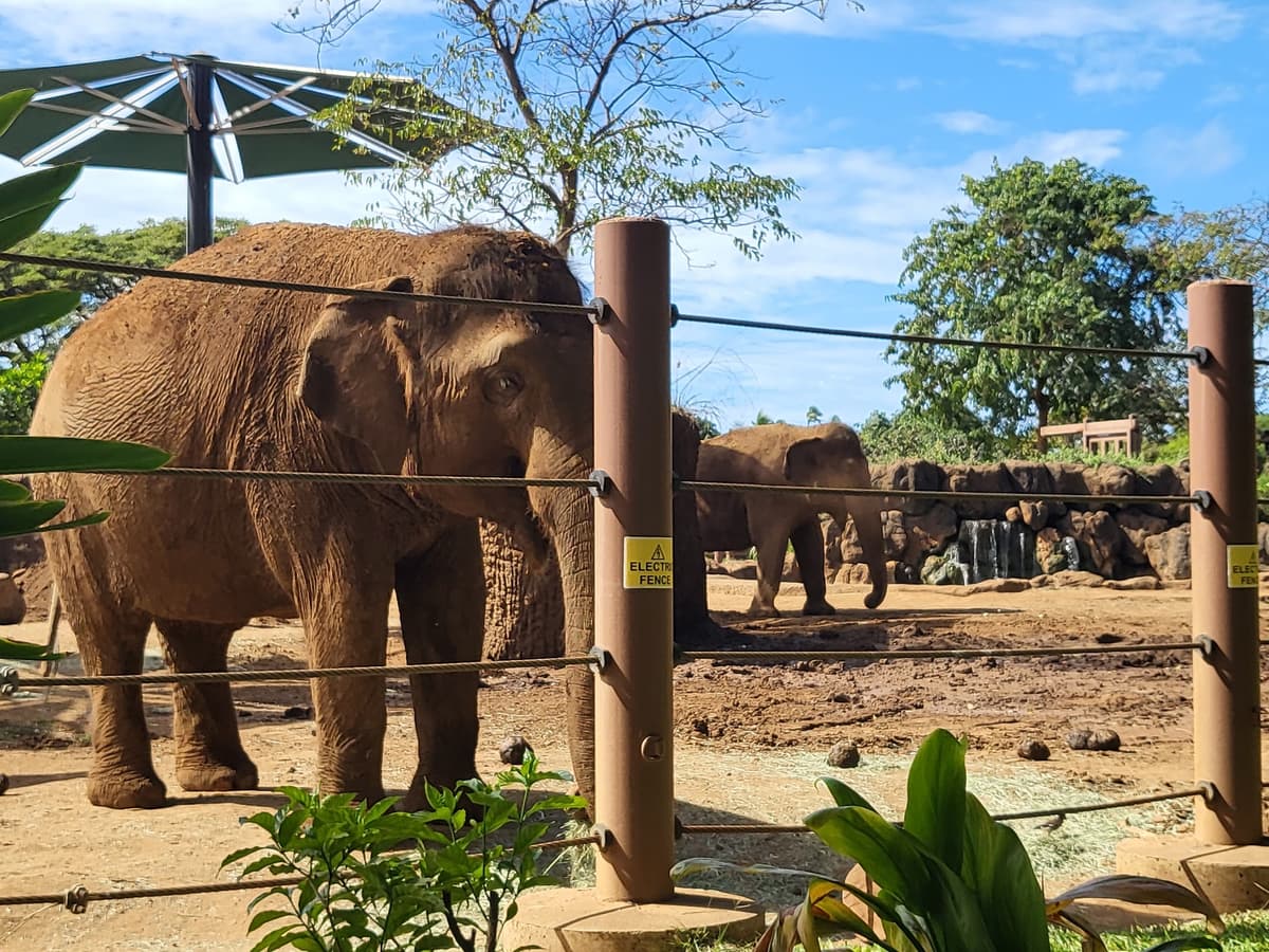 Honolulu Zoo