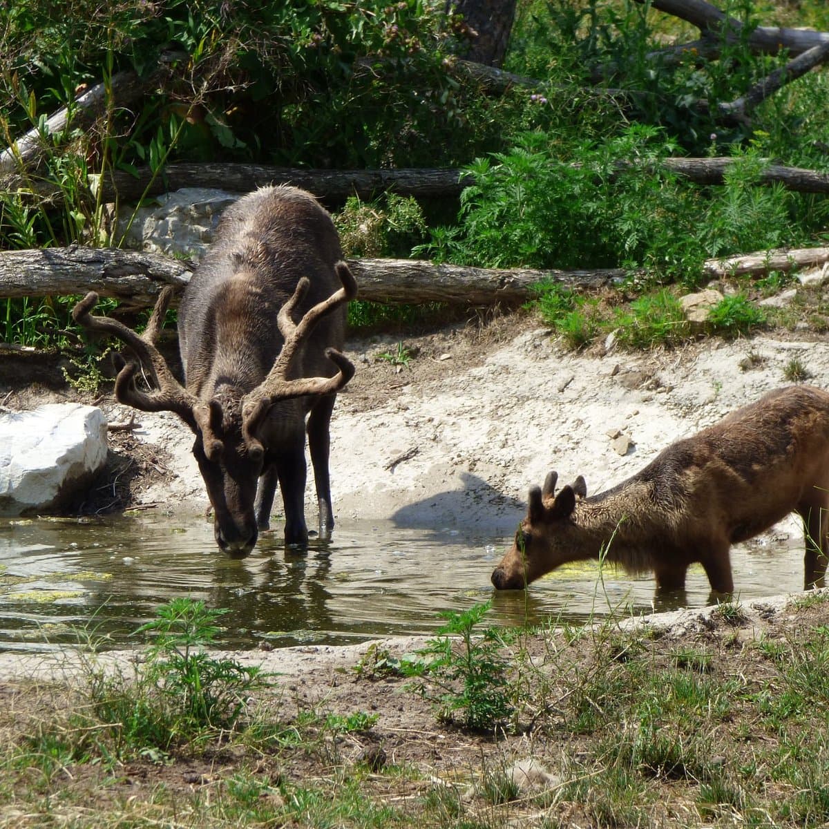 Ecomuseum Zoo, photo 1 of 6