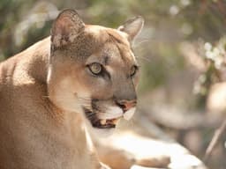 Southwest Wildlife Conservation Center