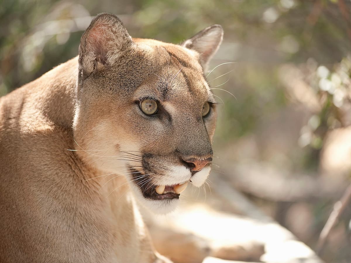 Southwest Wildlife Conservation Center