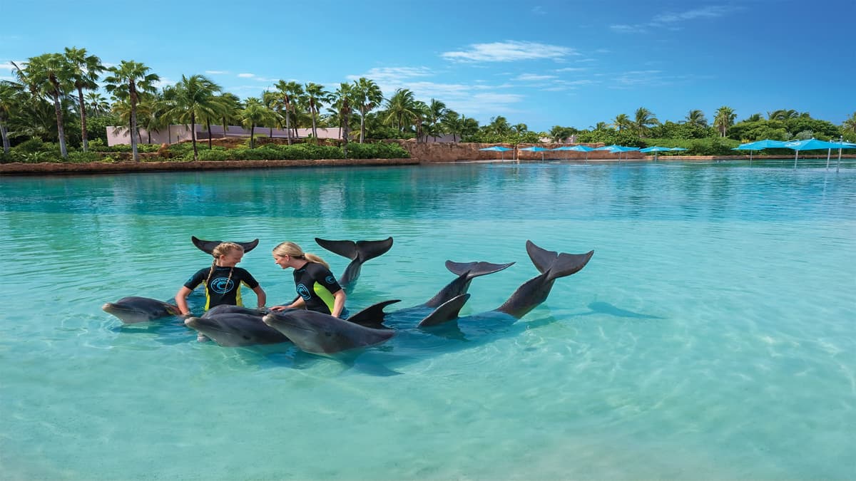 Bahamas Dolphin Adventure, photo 1 of 2