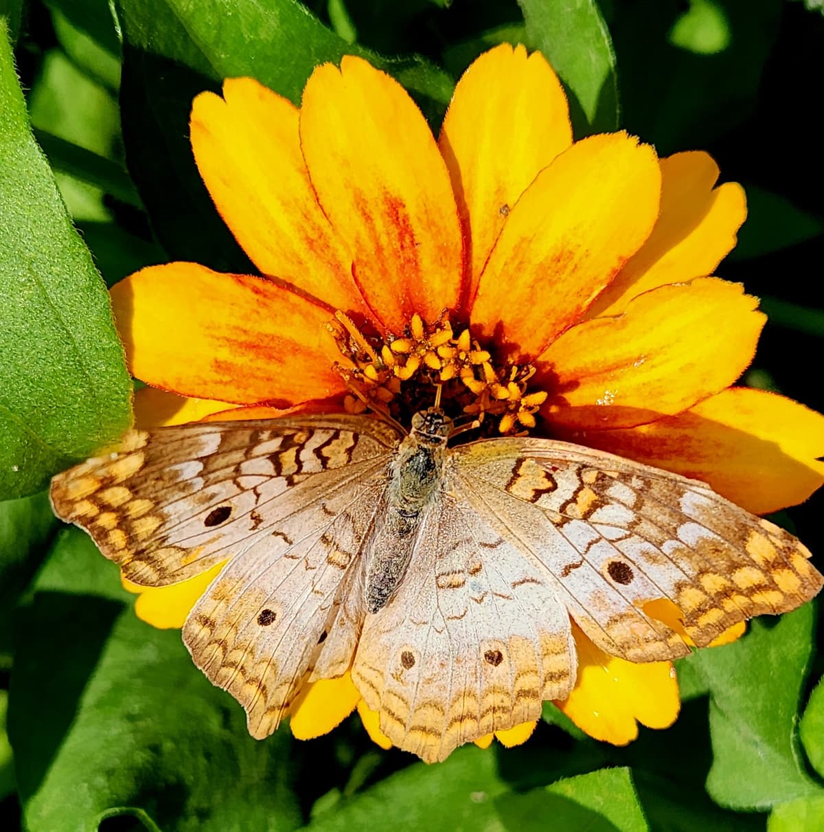 Butterflies and Blooms