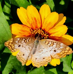 Butterflies and Blooms