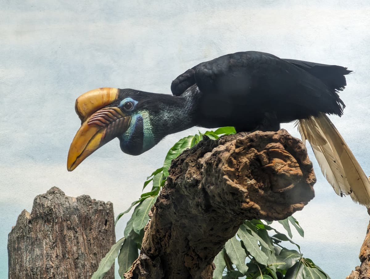 World of Birds