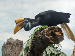 World of Birds