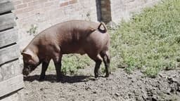 Riverdale Farm