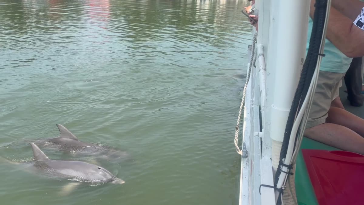 Dolphin & Nature Tour