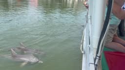 Dolphin & Nature Tour