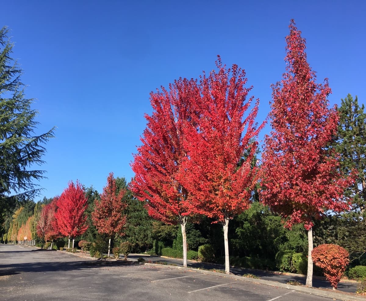 Washington Park Arboretum
