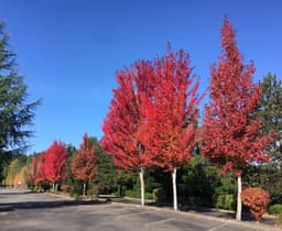 Washington Park Arboretum