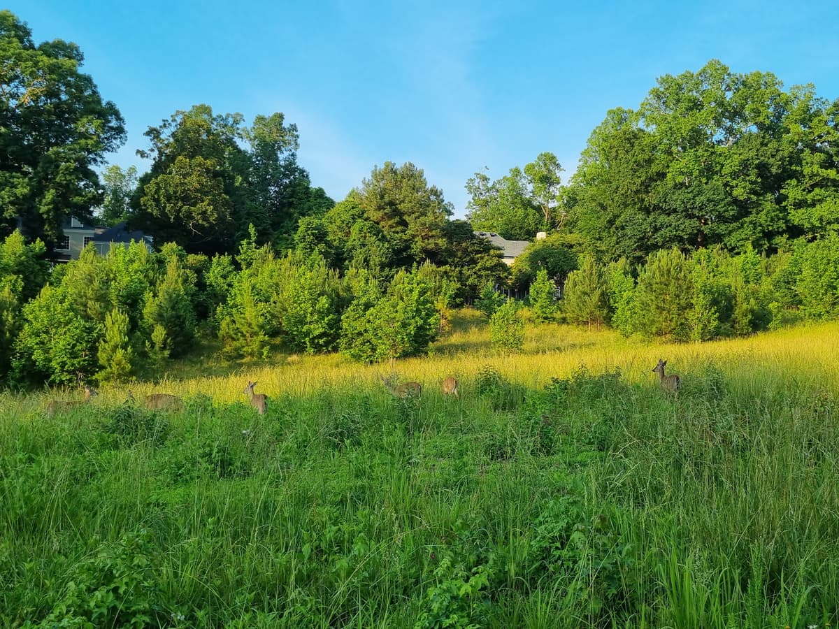 Annie Louise Wilkerson, MD Nature Preserve Park